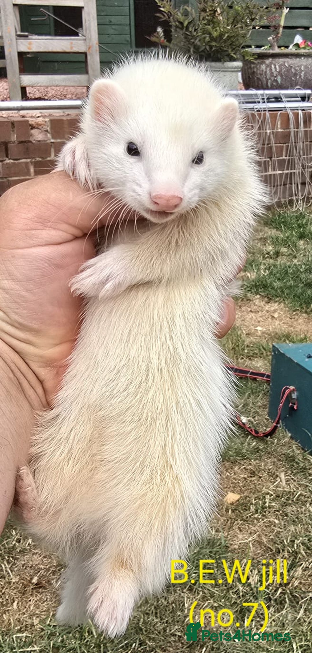 Ferret rodents for sale: Ferret kits - Image 12