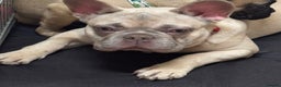 French Bulldog dogs for sale: Female blue fawn frenchie  - Advert 3