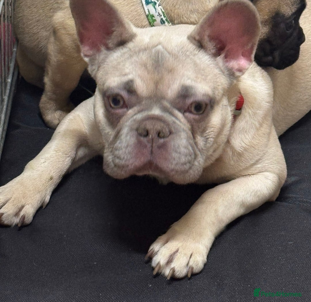 French Bulldog dogs for sale: Female blue fawn frenchie  - Advert 3