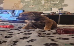 Mixed Breed dogs for sale: Beautiful male - Image 2