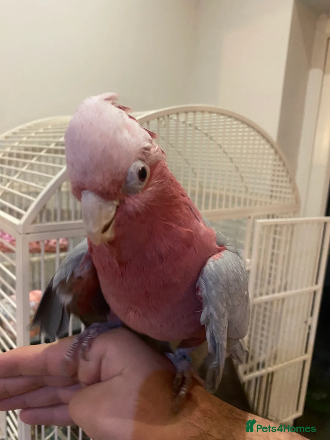 Cockatoo birds for sale: Female Galah Cockatoo - Advert 3