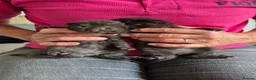 Mixed Breed cats for sale: 6 beautiful Kittens  - Advert 3