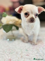 Chihuahua dogs - Advert 5