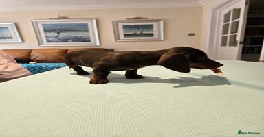 Dachshund dogs - Advert 2