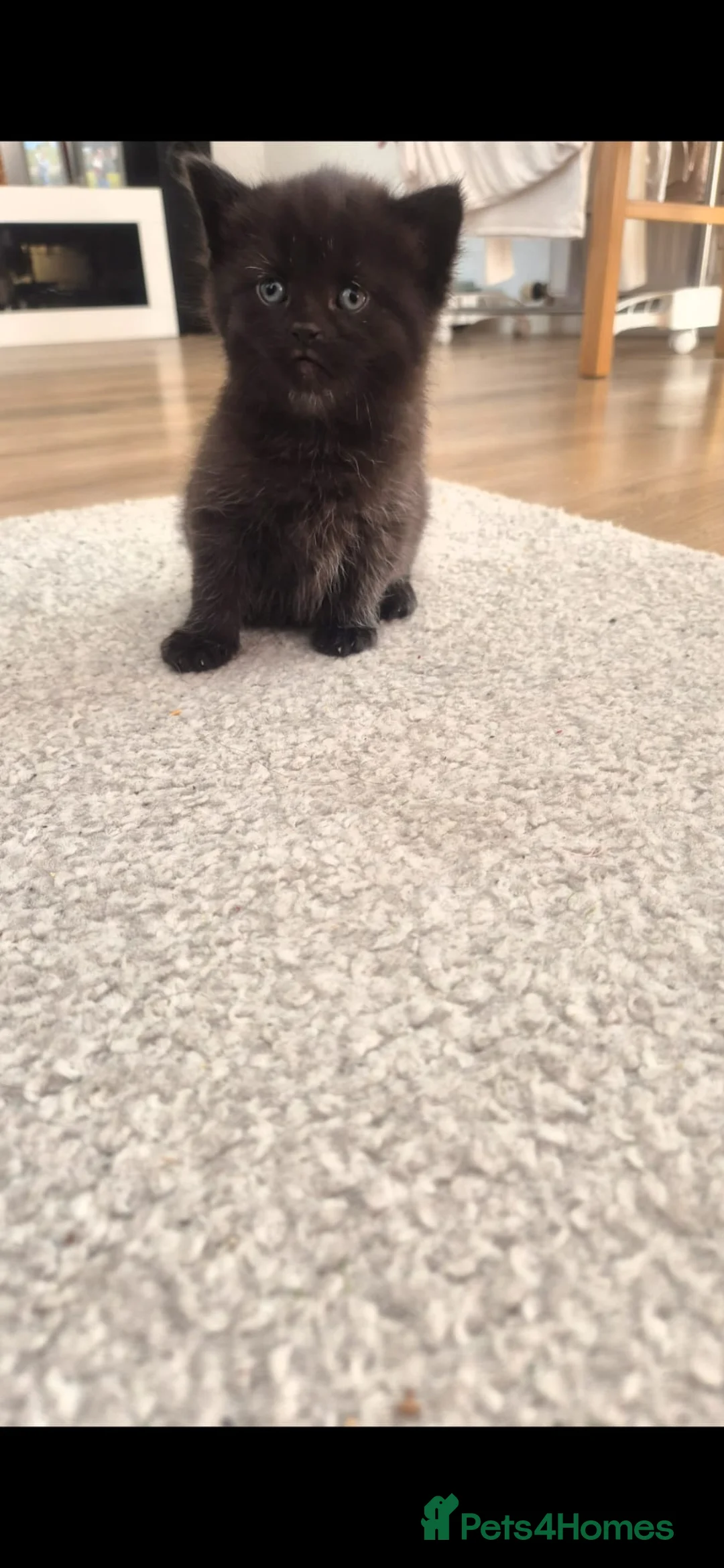 Mixed Breed cats for sale: cute kittens 😀 - Advert 2