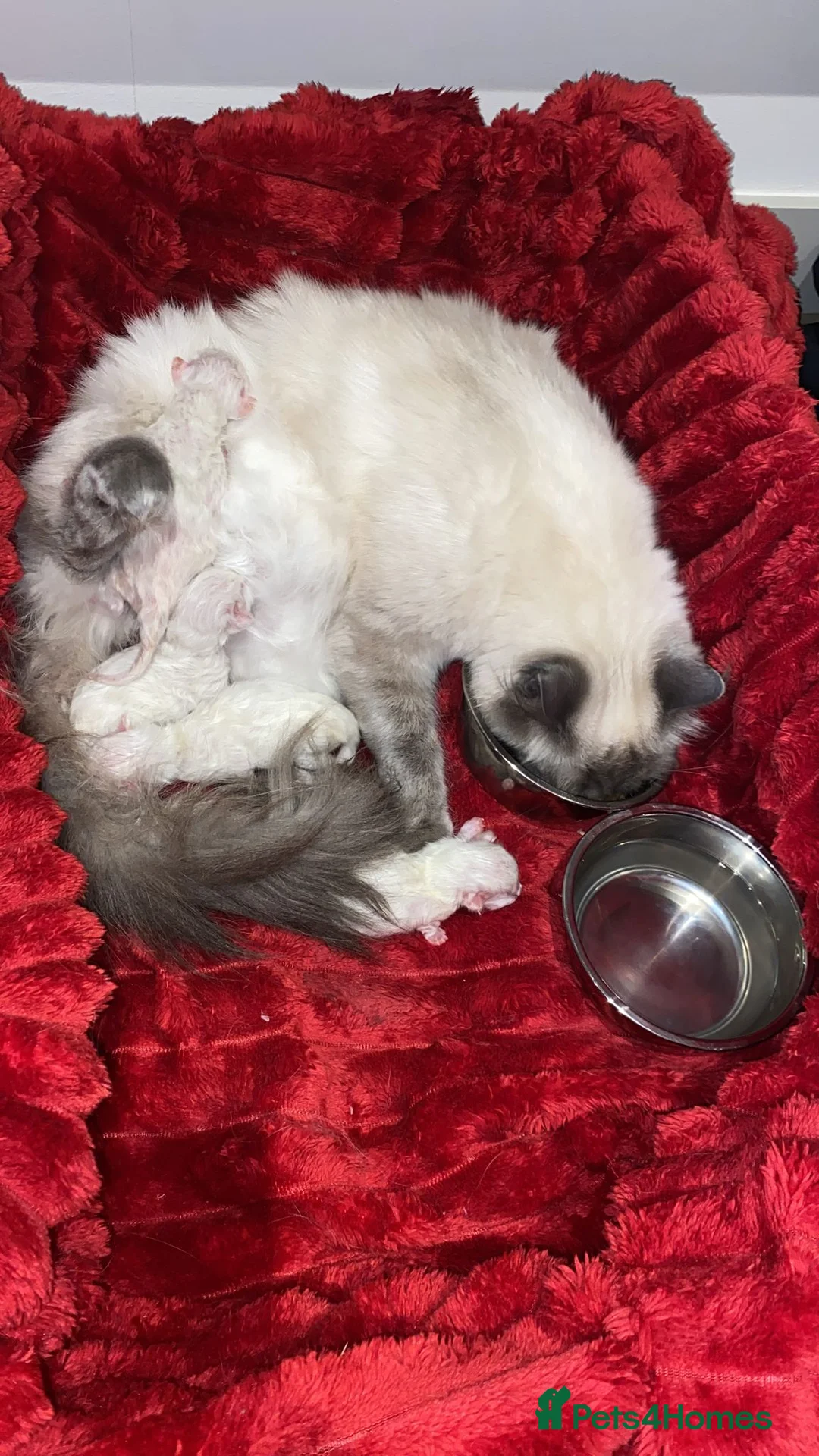 Ragdoll cats for sale: Blue Point Ragdoll Kittens Champion Bloodline - Advert 2