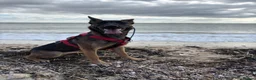 Mixed Breed dogs for sale: Security Dog for Sale  - Advert 25