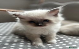 Ragdoll cats for sale: Adorable Ragdoll Kittens Ready for New Homes Soon! - Image 2