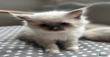 Ragdoll cats - Advert 9