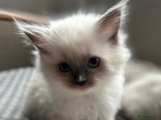 Ragdoll cats - Advert 21