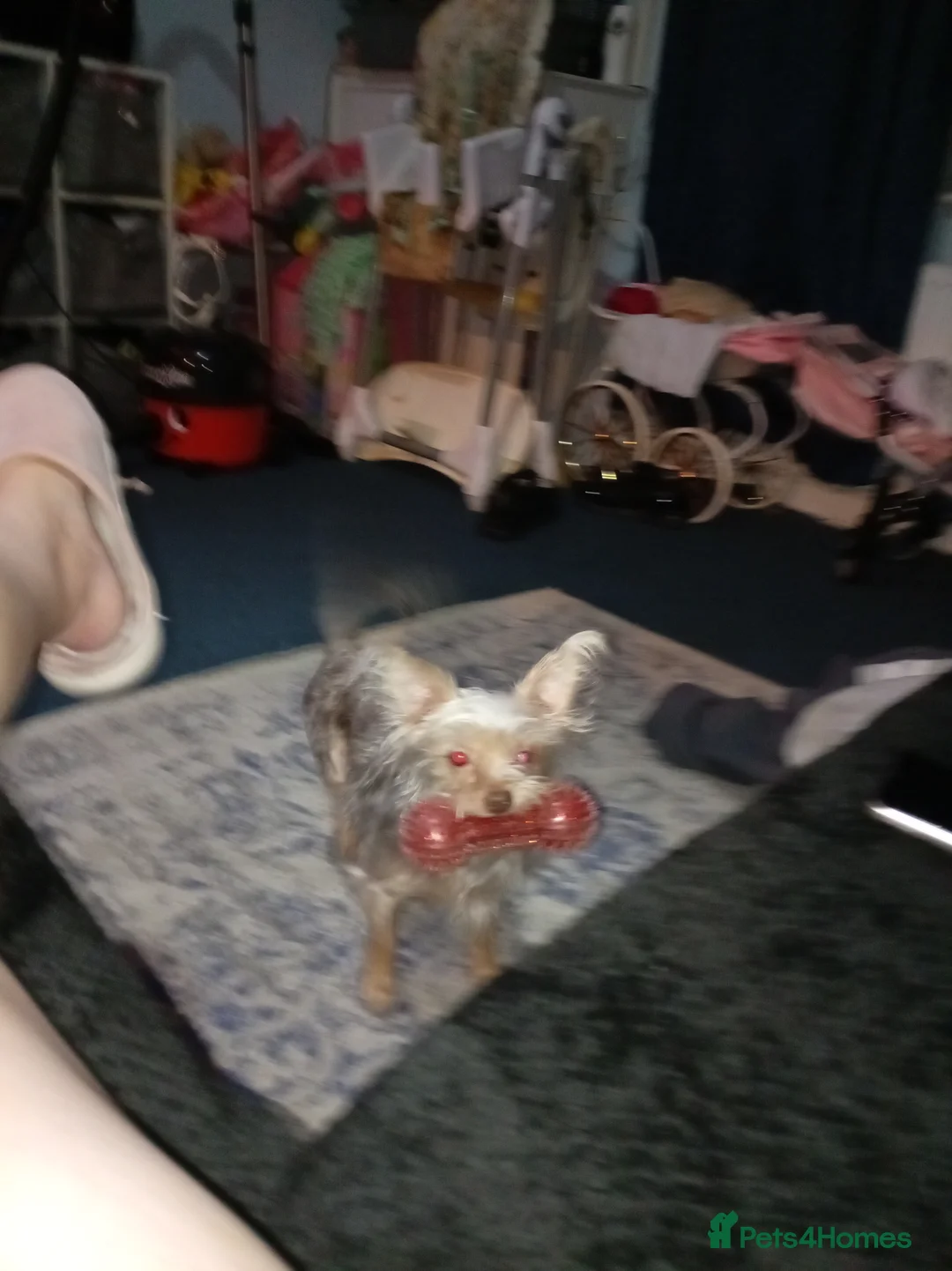 Chorkie dogs for sale: Chorkie 8 month pup  - Advert 1