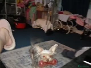 Chorkie dogs Chorkie 8 month pup - Advert 2