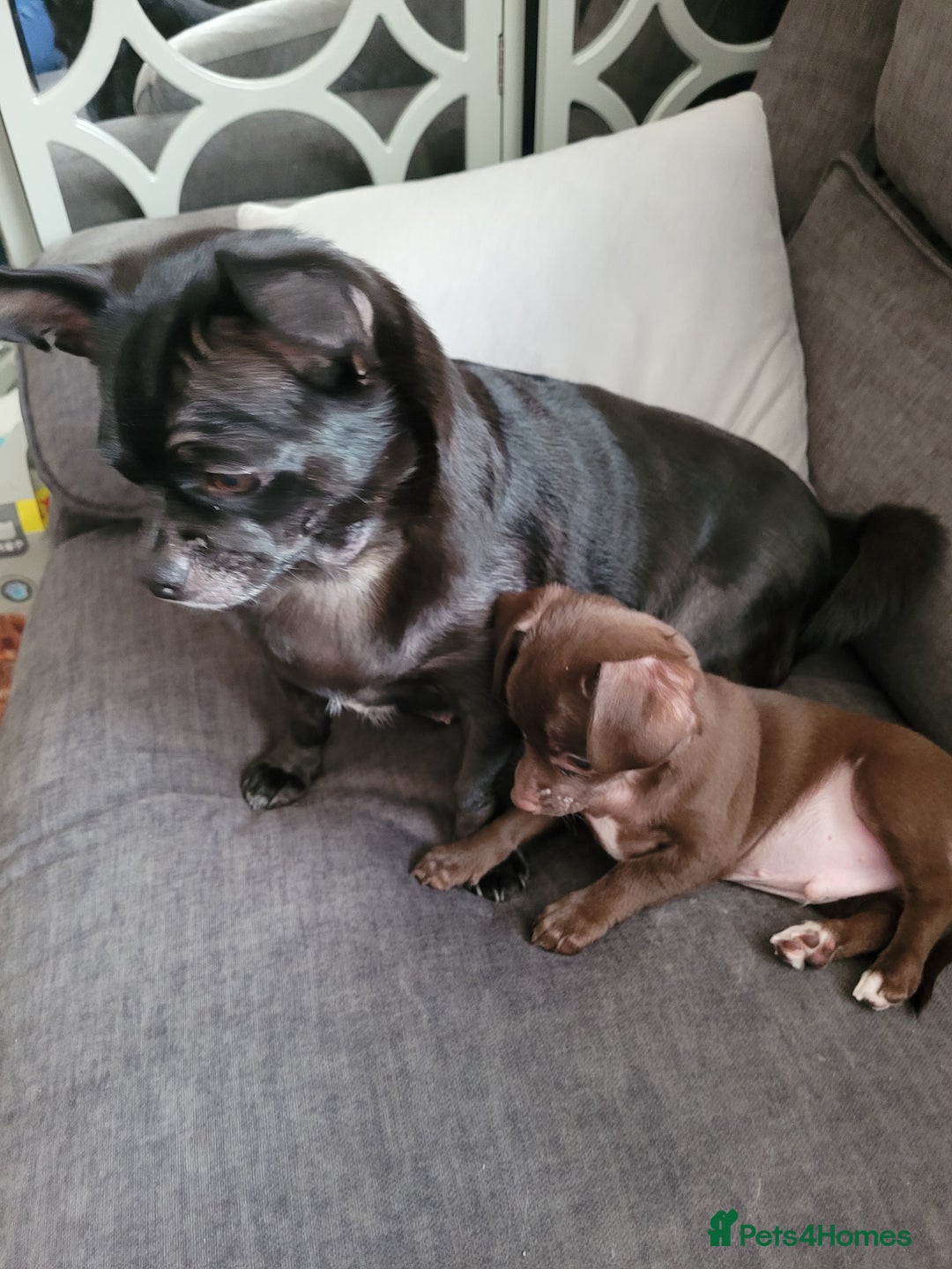 Chihuahua dogs for sale: Ready now - Advert 15