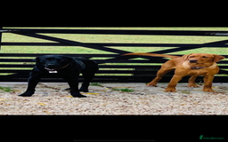 Labrador Retriever dogs for sale: Beautiful fox red and yellow lab puppies  - Image 28