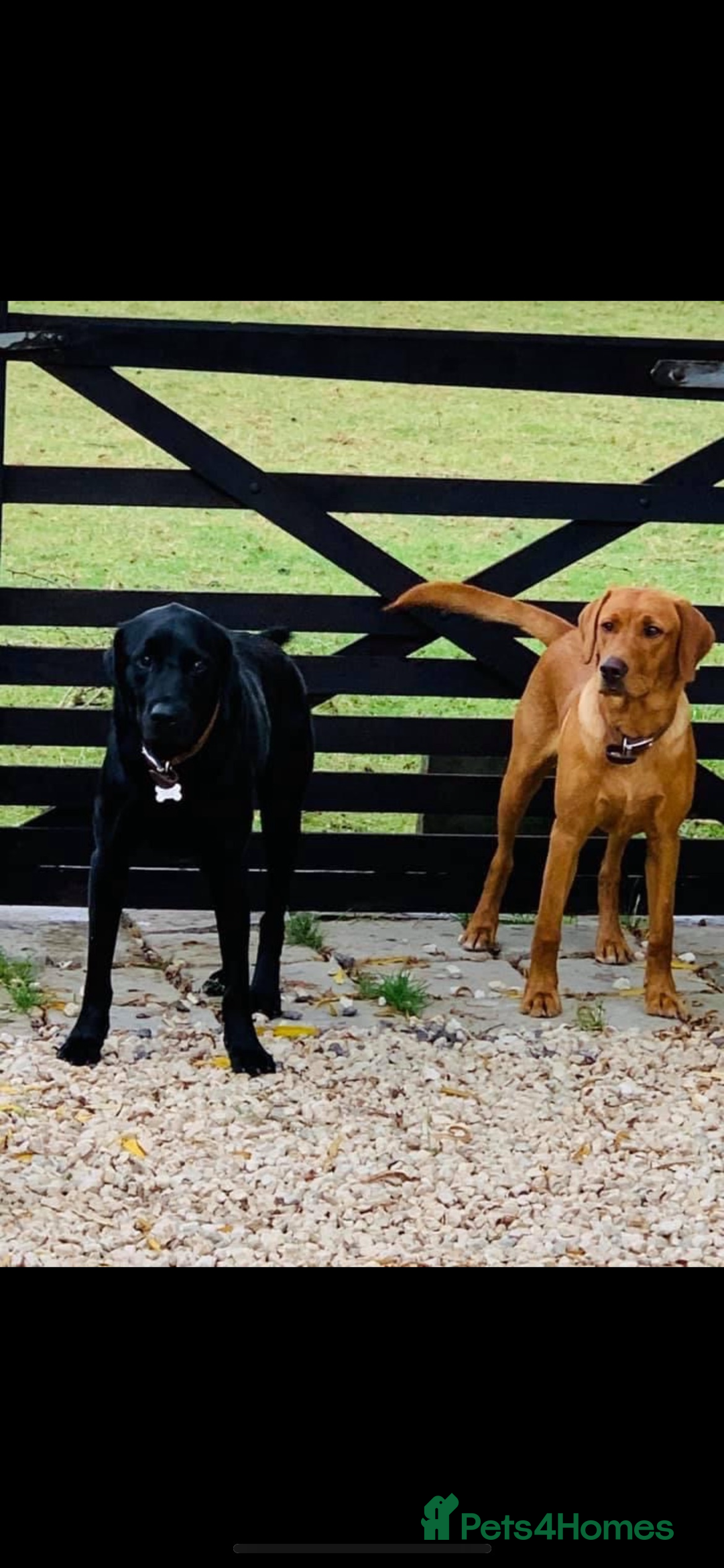 Labrador Retriever dogs for sale: Beautiful fox red and yellow lab puppies  - Image 28