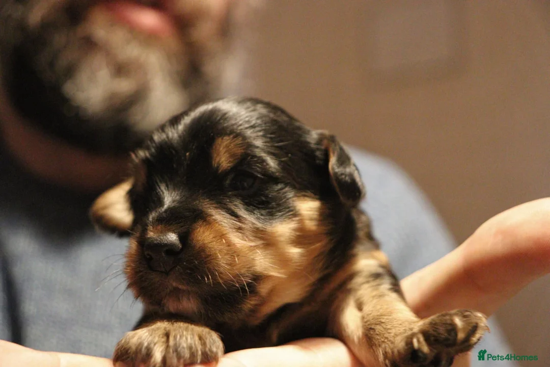 Jackapoo dogs for sale: Jackapoo pups - Advert 2