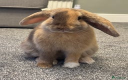 English Lop rabbits for sale: Female rabbit - Image 1