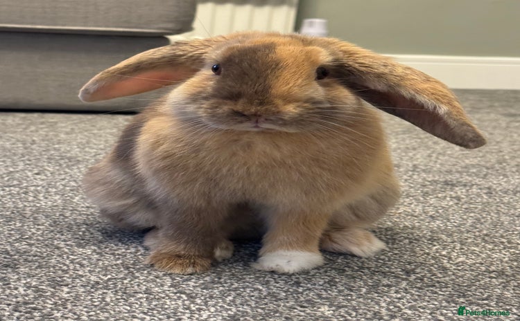 English Lop rabbits - Advert 3