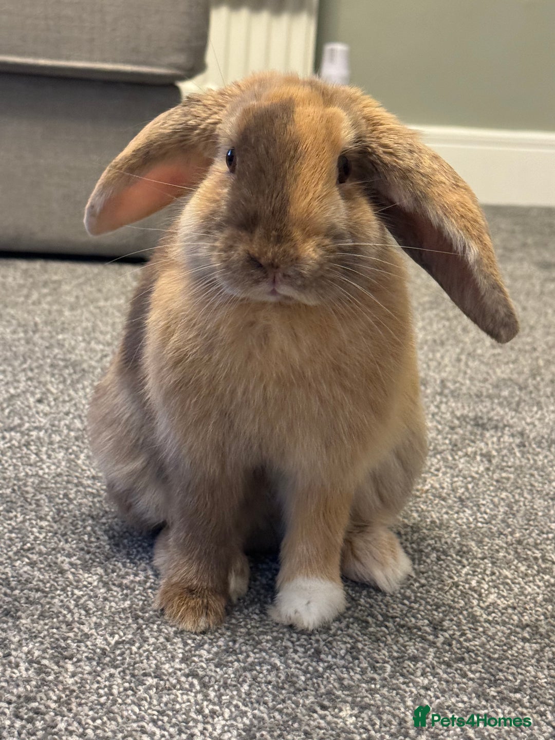 English Lop rabbits for sale: Female rabbit - Image 1