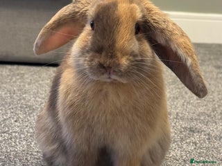 English Lop rabbits - Advert 22