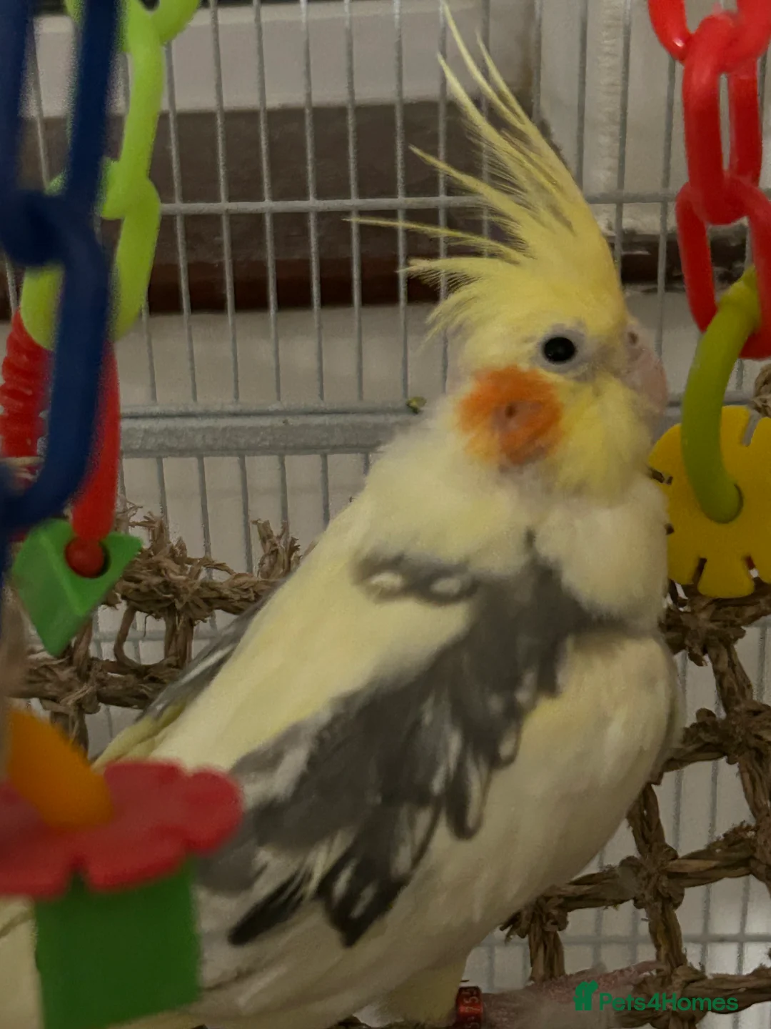 Cockatiels birds for sale: Bonded pair of cockatiels and cage - Advert 4