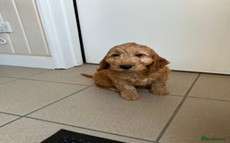 Cockapoo dogs for sale: STUNNING COCKAPOO - Image 5