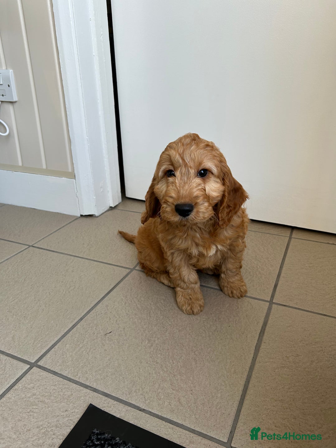 Cockapoo dogs for sale: STUNNING COCKAPOO - Image 5
