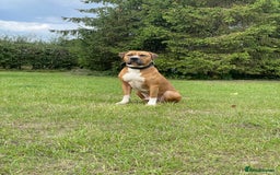 Mixed Breed dogs for sale: American Bulldog Mix - Image 2