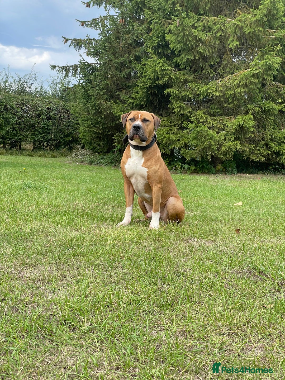 Mixed Breed dogs for sale: American Bulldog Mix - Image 2