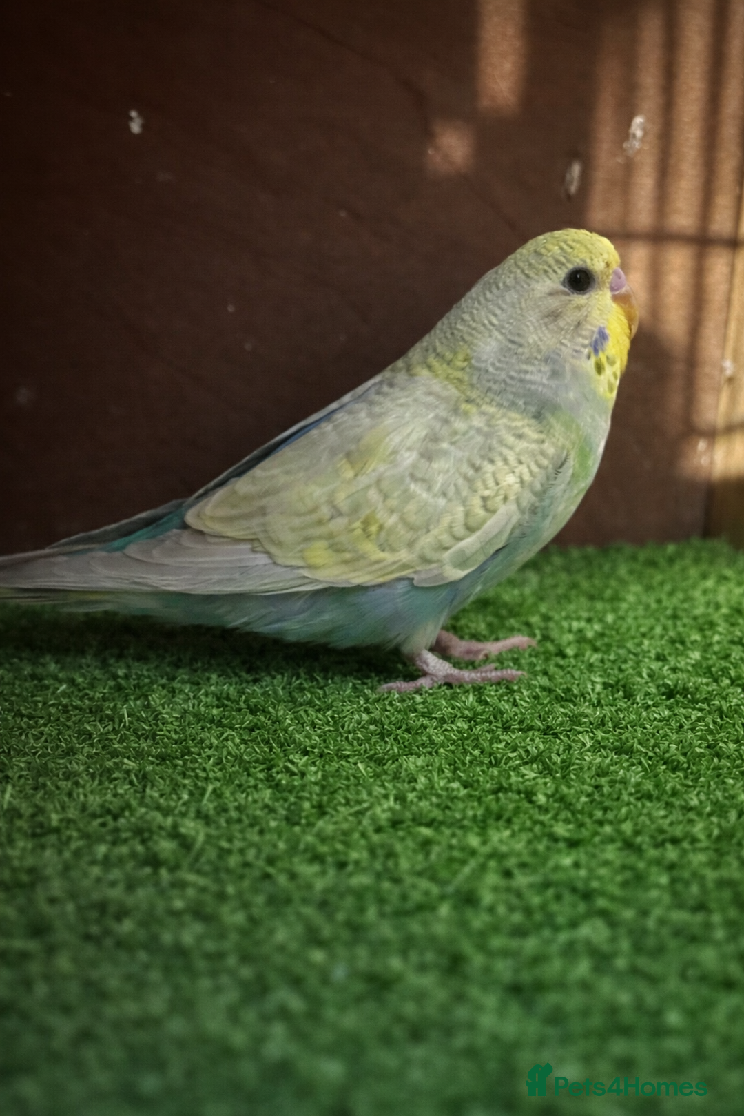Budgerigars birds for sale: Male budgie for sale  - Advert 2
