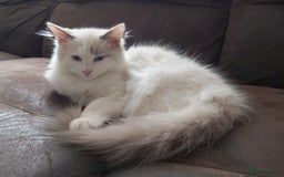 Ragdoll cats for sale: RAGDOLL BICOLOUR BOY BLUE EYES READY NOW! - Image 1