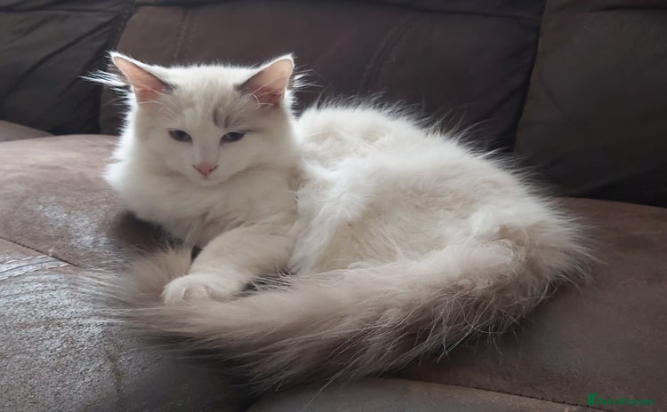 Ragdoll cats - Advert 13