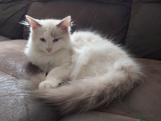 Ragdoll cats - Advert 26