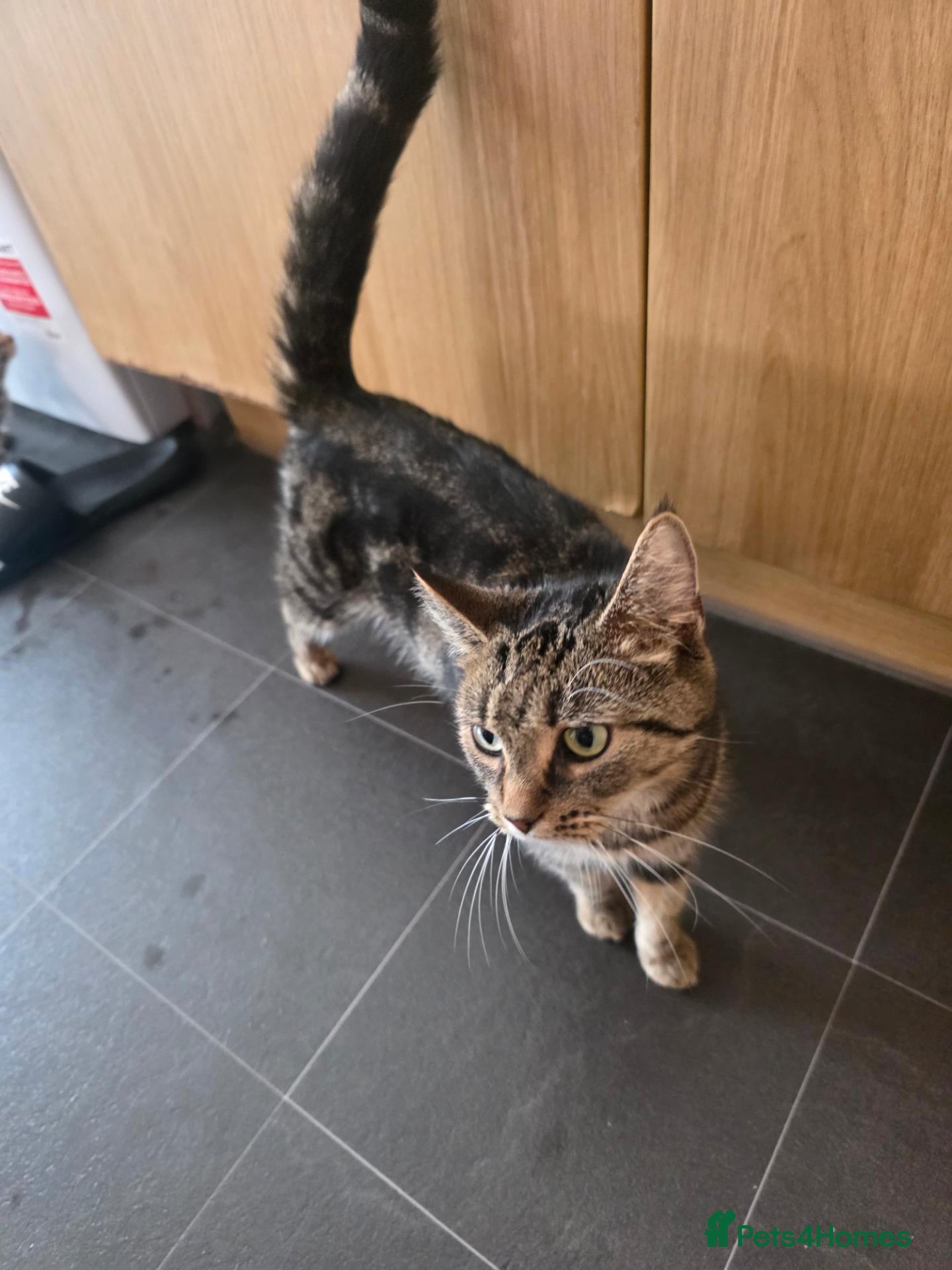 Mixed Breed cats 3 beautiful babies looking for forever homes - Advert 2