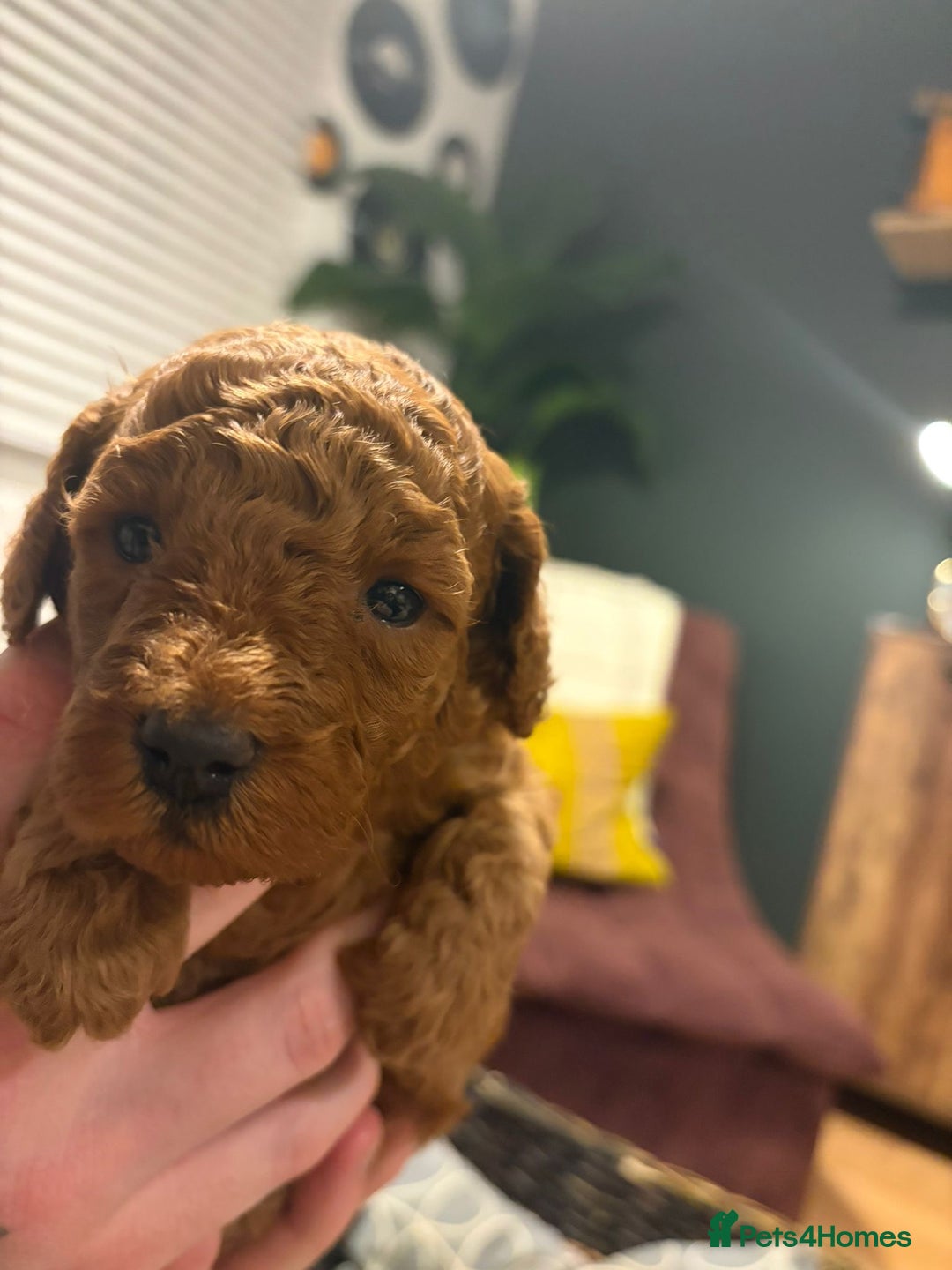 Cockapoo dogs for sale: 💥 Beautiful health checked F1B cockapoos 💥  - Advert 22