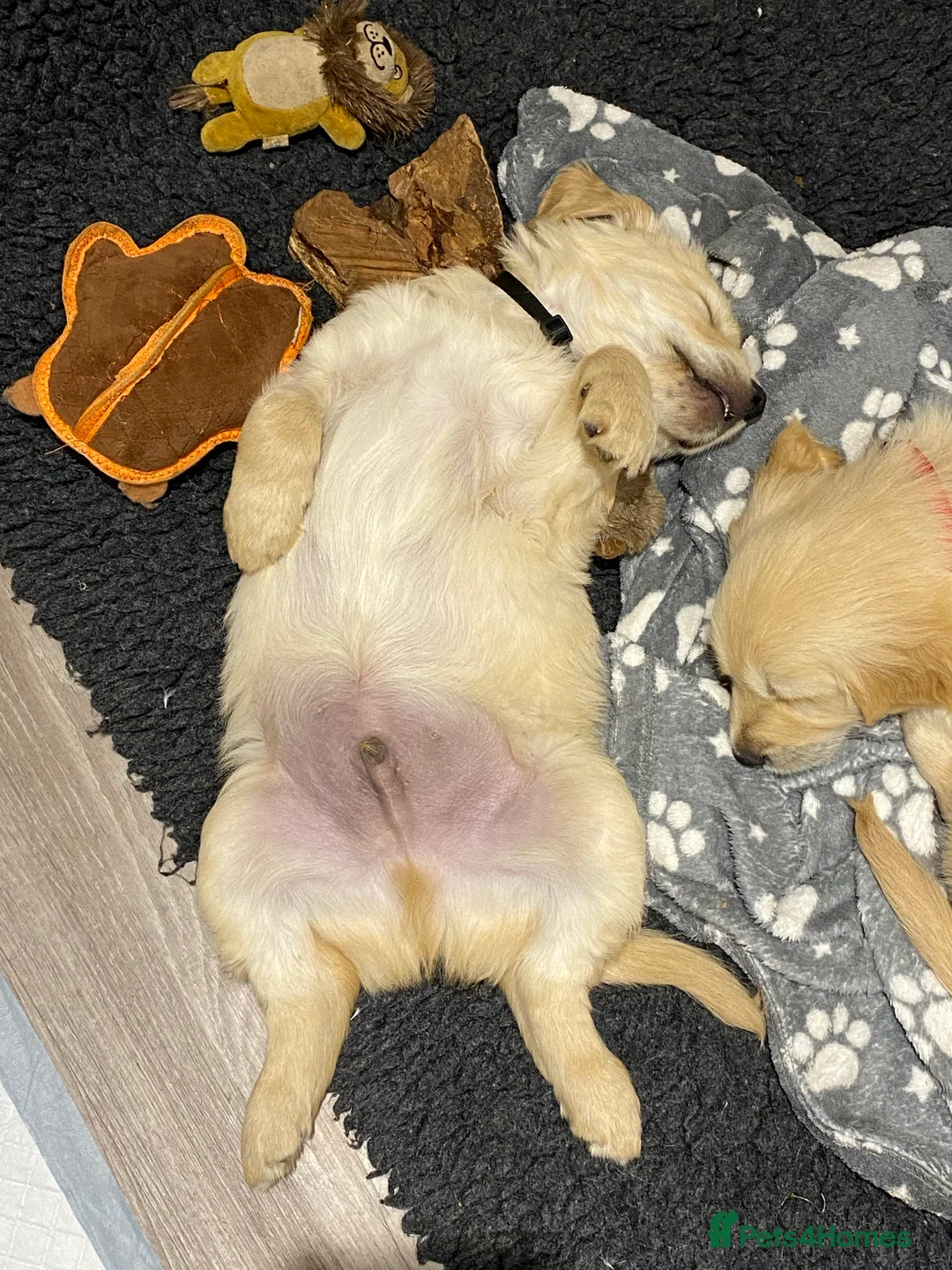 Gallery Image {{count}}