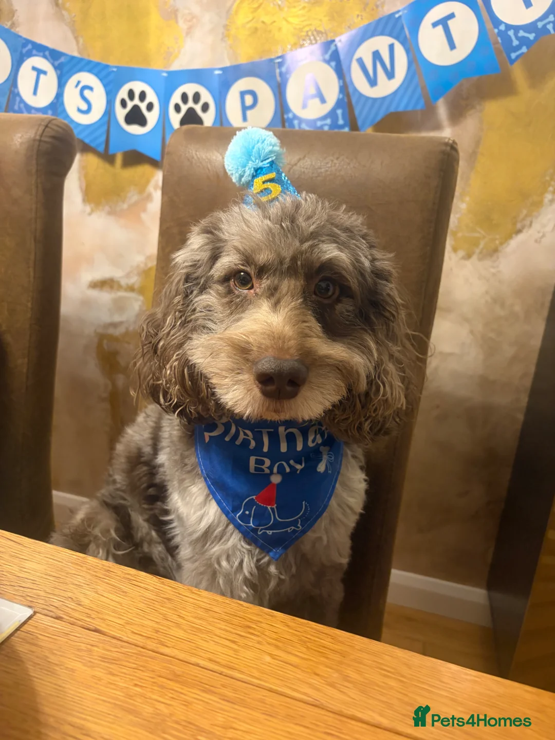 Cockapoo dogs for stud: Chocolate merle cockapoo for stud DNA checked in Windsor - Advert 1