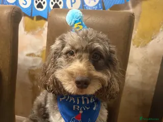 Cockapoo dogs Chocolate merle cockapoo for stud DNA checked - Advert 2