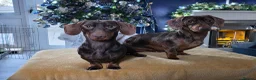 Miniature Dachshund dogs for sale: Rehoming in Maidstone - Advert 2