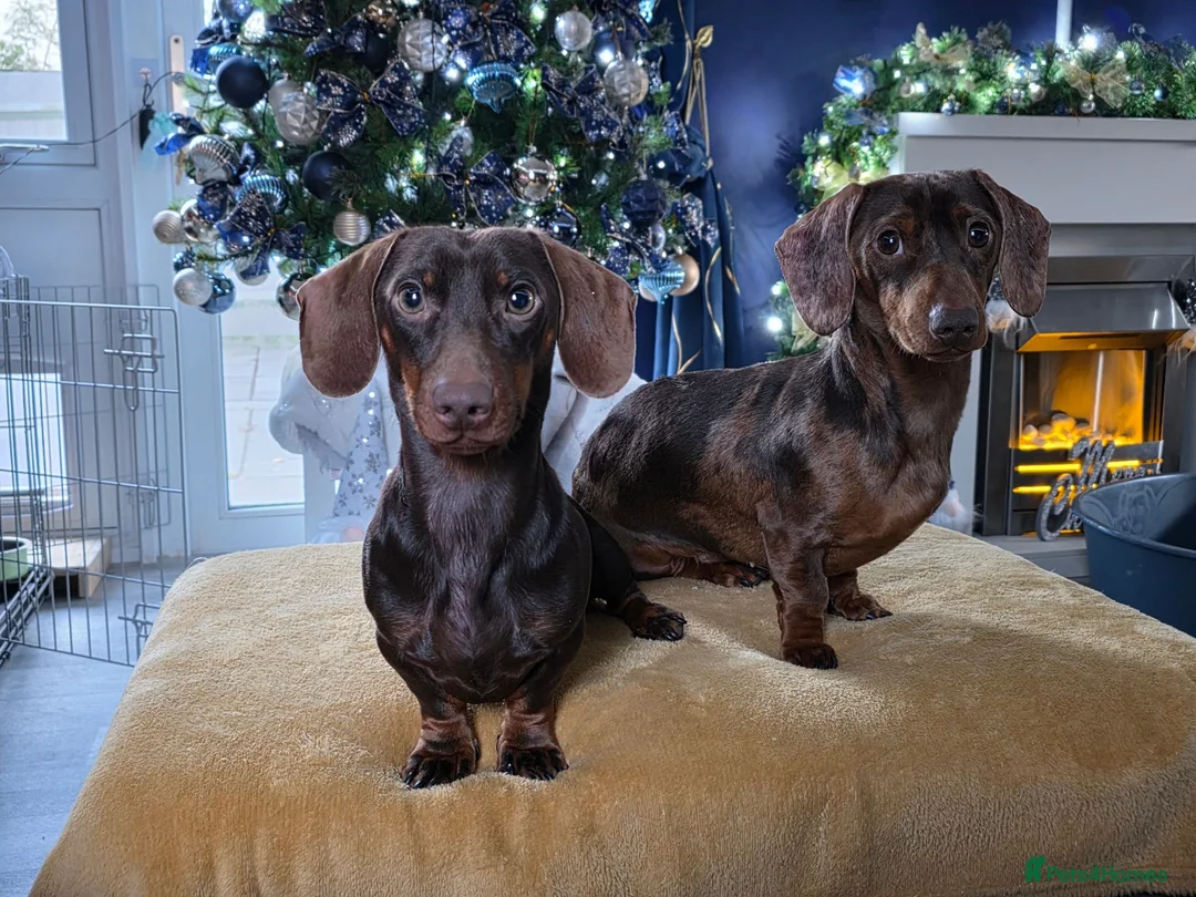 Miniature Dachshund dogs for sale: Rehoming in Maidstone - Advert 2