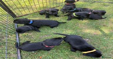 Labrador Retriever dogs - Advert 12