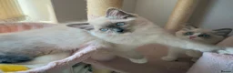 Ragdoll cats for sale: Purebred Ragdolls Ready To Leave  in Bradford - Advert 3