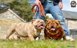 English Bulldog dogs for sale: ONE GORGEOUS LITTLE GIRL  - Advert 8