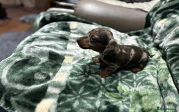 Miniature Dachshund dogs for sale: Miniature dachshund puppies - Image 7