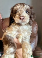 Cockapoo dogs - Advert 11