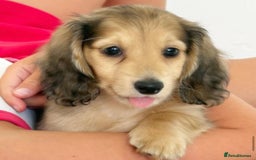 Miniature Dachshund dogs for sale: Dapple mini daxie puppy - Image 5