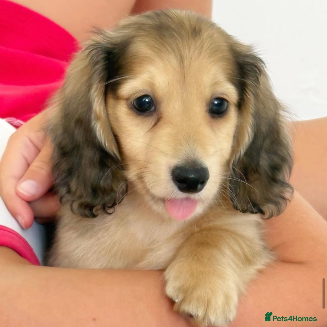 Miniature Dachshund dogs for sale: Dapple mini daxie puppy - Image 5