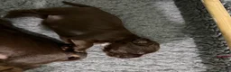 Sprocker dogs for sale: Beautiful Sprocker puppies  - Advert 10