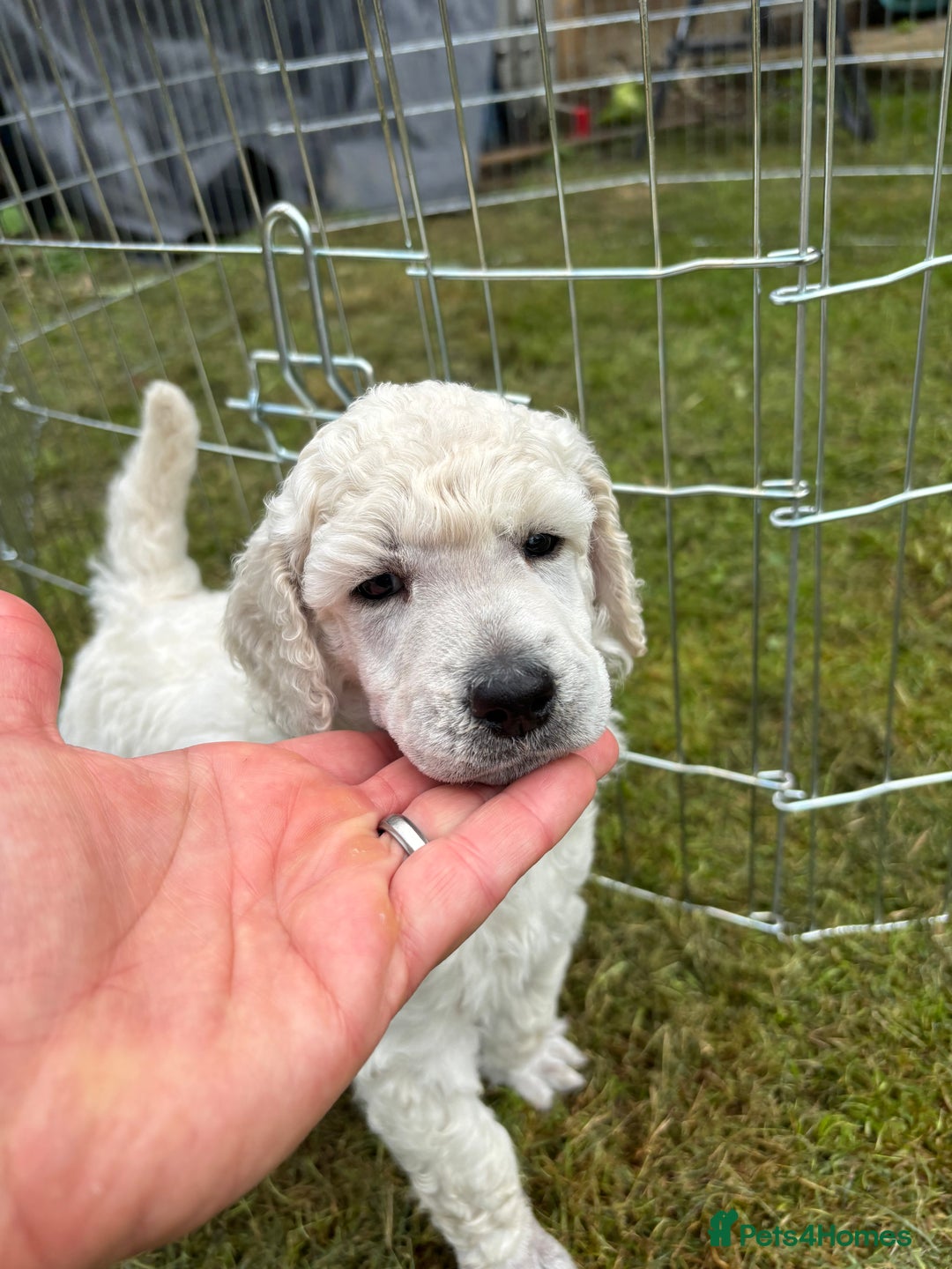 Standard Poodle dogs for sale: Standard poodle  - Image 20