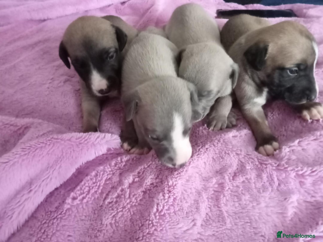 Whippet dogs for sale: Beautiful whippets  - Image 18